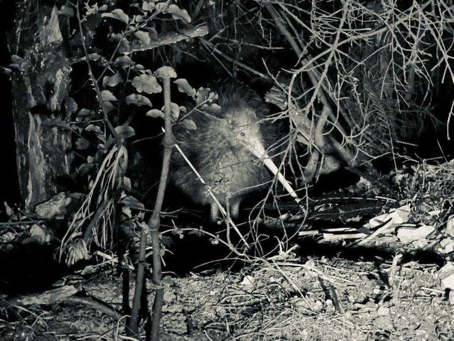 Auckland Kiwi Spotting And Stargazing Tour